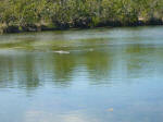 Alligator